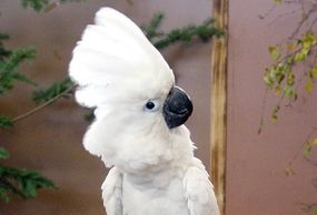 umbrella cockatoo for sale