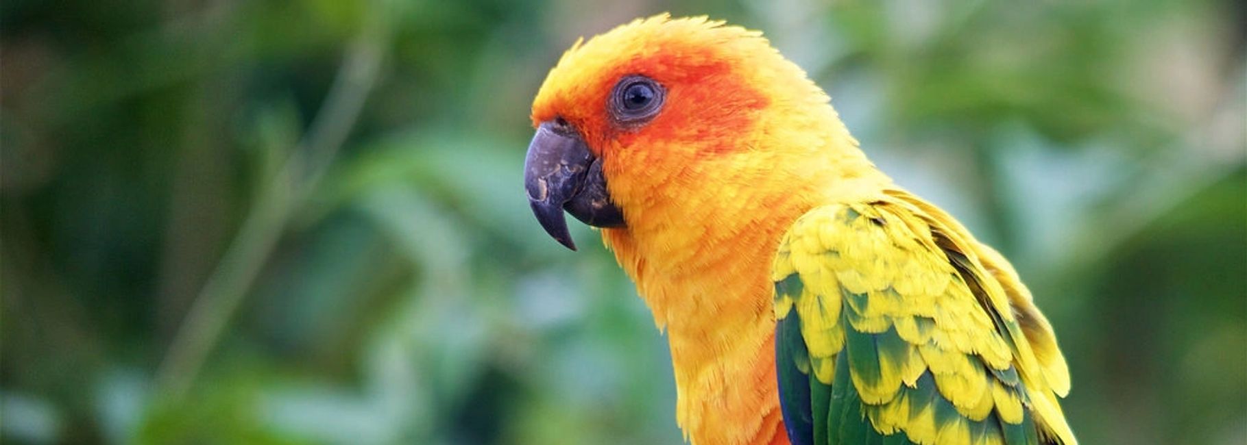 Florida Bird Breeders Conures, Green Cheek Conures, Sun Conures