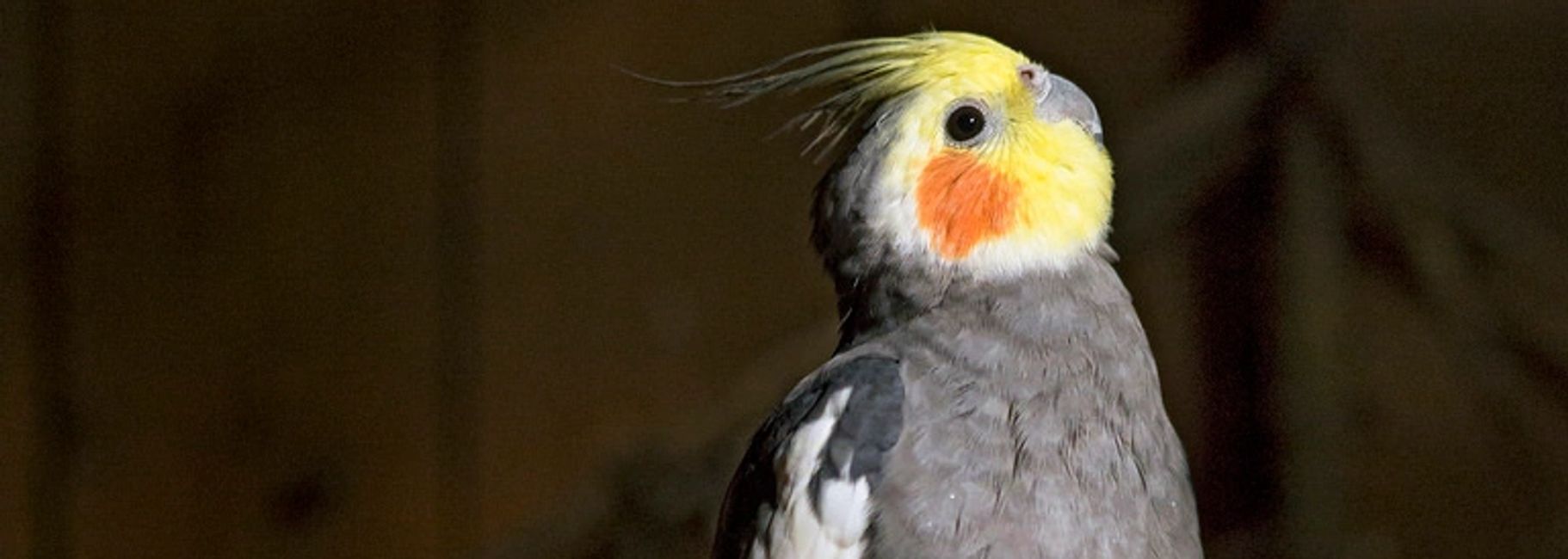 Florida Bird Breeders Cockatiels, Cockatiels for Sale Florida Bird