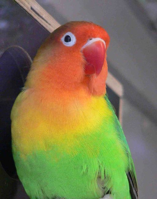 Florida Bird Breeders - Lovebirds, Parrots for Sale | Florida Bird Breeders