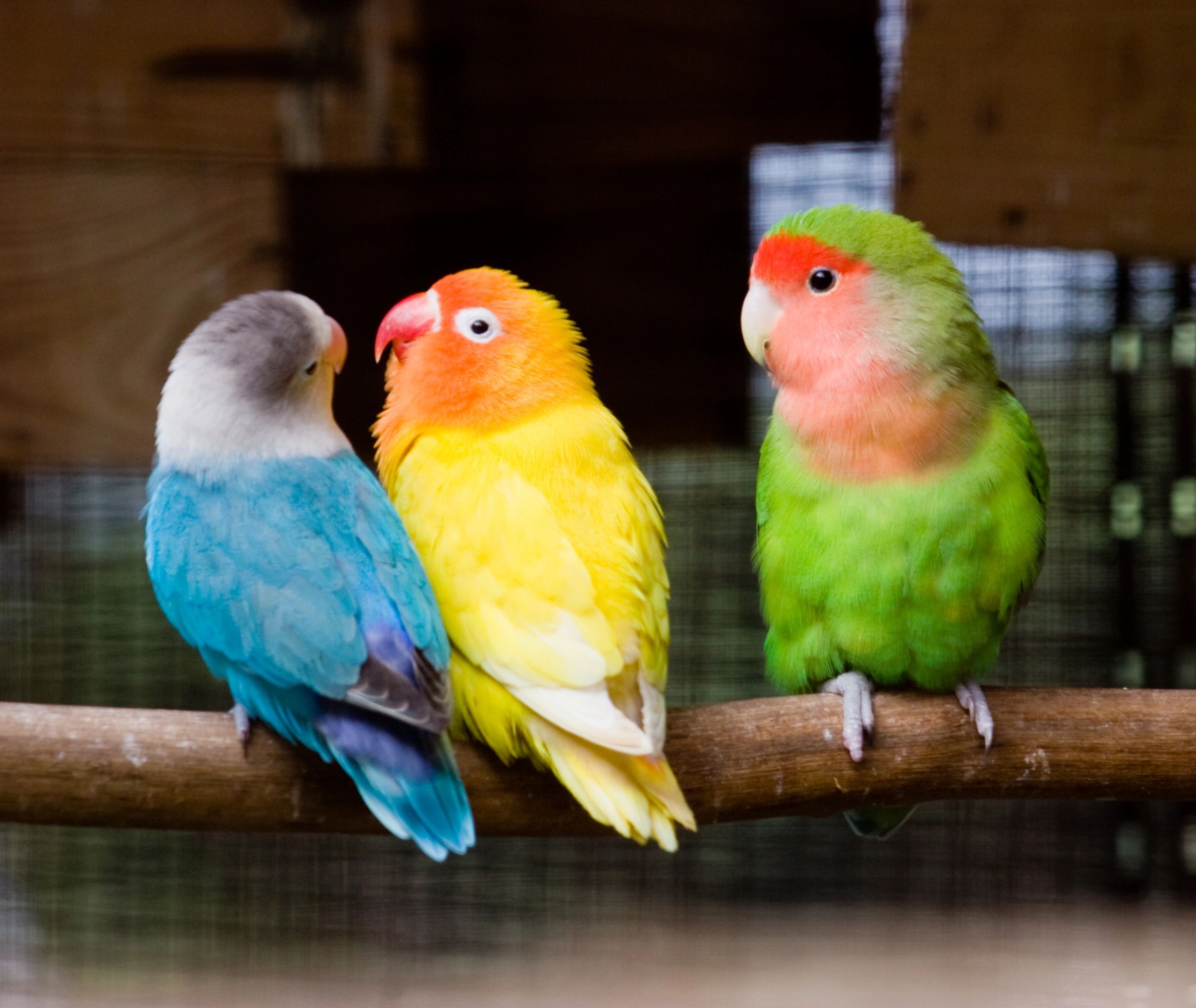 african lovebirds male and female