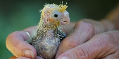 baby cockatiels for sale