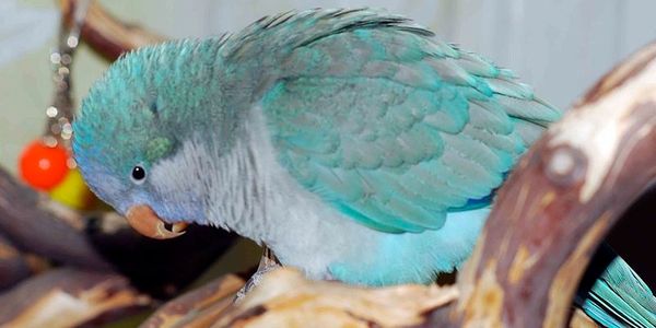 blue quaker parrots for sale