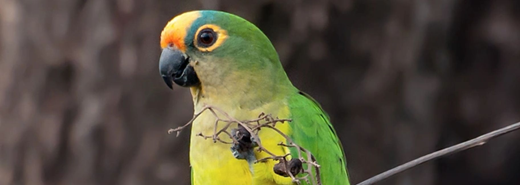 Florida Bird Breeders Conures, Green Cheek Conures, Sun Conures