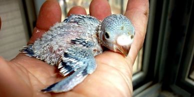 baby budgies for sale