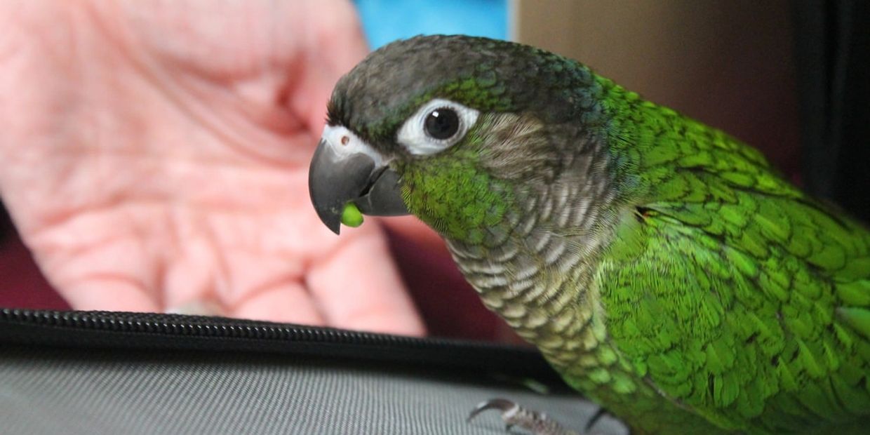 Florida Bird Breeders Conures Green Cheek Conures Sun Conures
