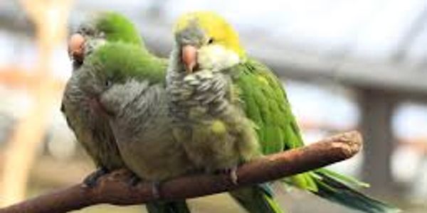 quaker parrots for sale