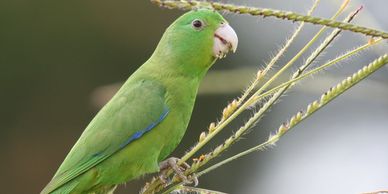 blue winged parrotlet for sale