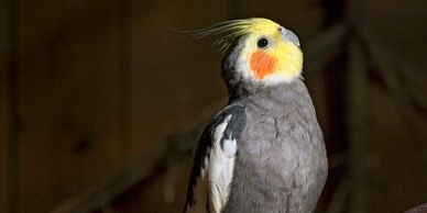 grey cockatiel for sale
