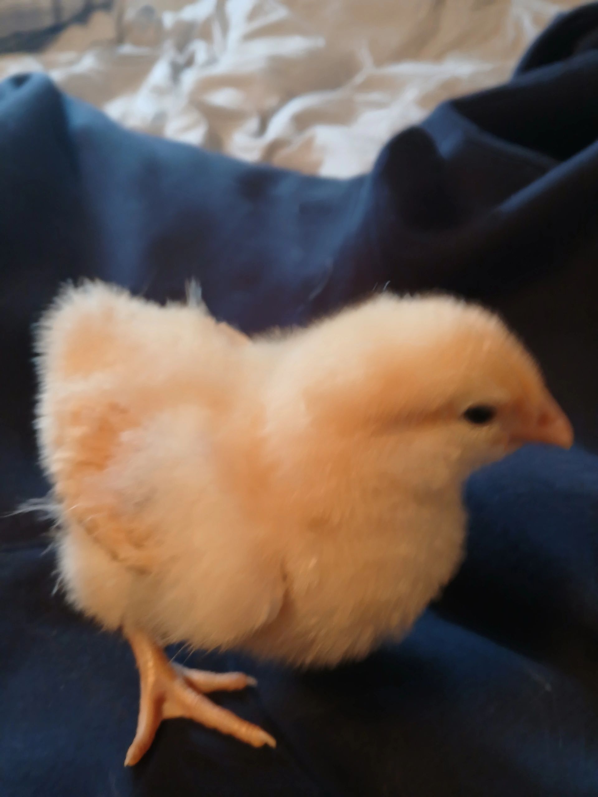 A fluffy yellow chick standing on a dark blue fabric.