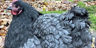Blue Orpingtons are a large, rare, and dual-purpose chicken breed known for their striking slate-blu
