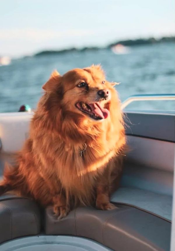 My dog, Rudy -- my treasured baby boy for 15 years. Finding my way through the grief of his loss.