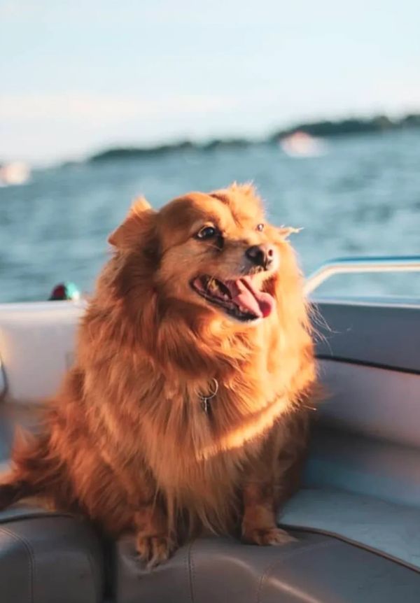 My dog, Rudy -- my treasured baby boy for 15 years. Finding my way through the grief of his loss.