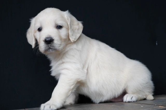 Cream Golden Retriever Bitterroot Retrievers