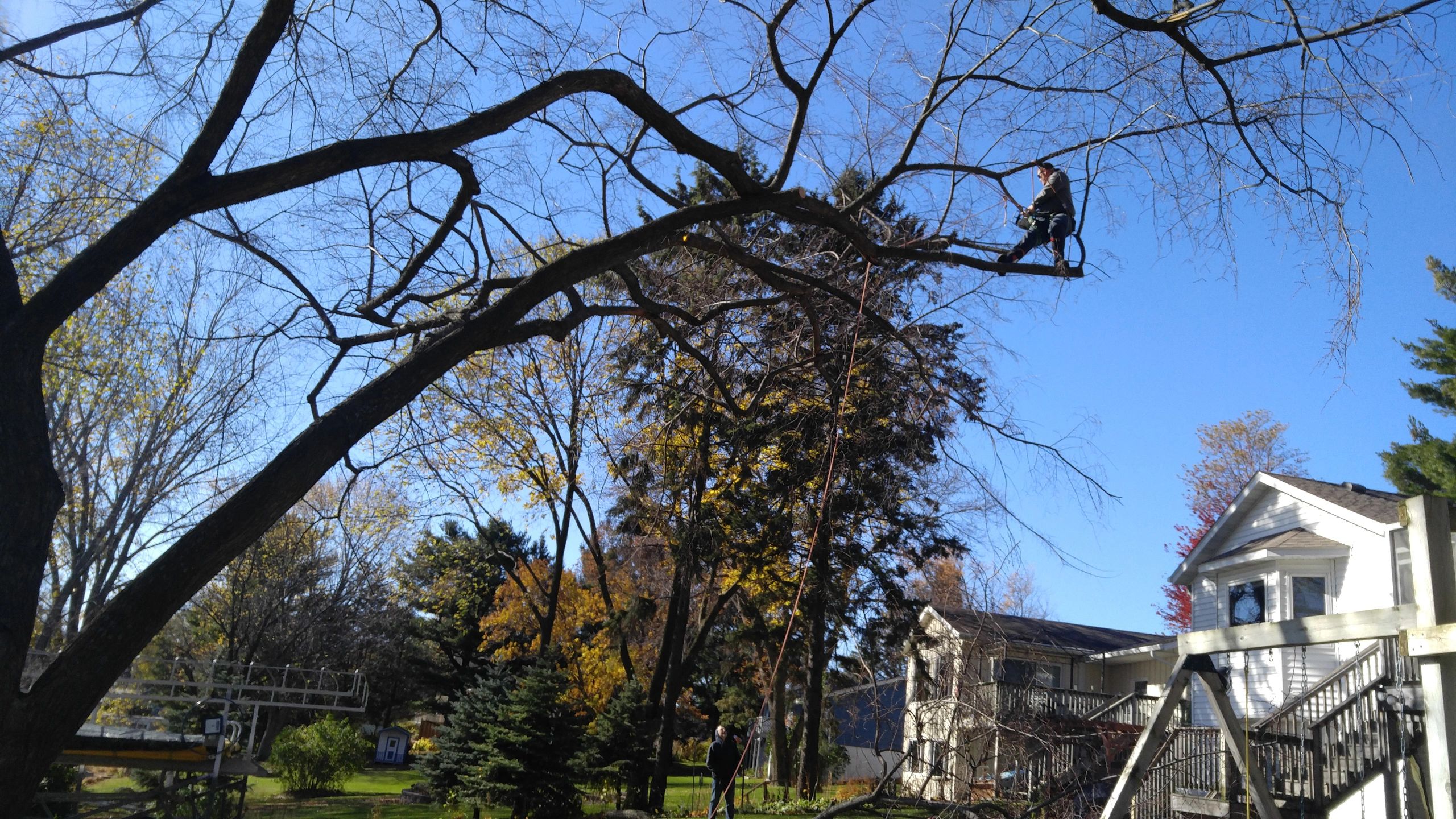 Professional Tree Service Clean Cuts Tree Service   1024171353b 