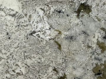 Close-up of white and gray textured lichen on a rock surface.