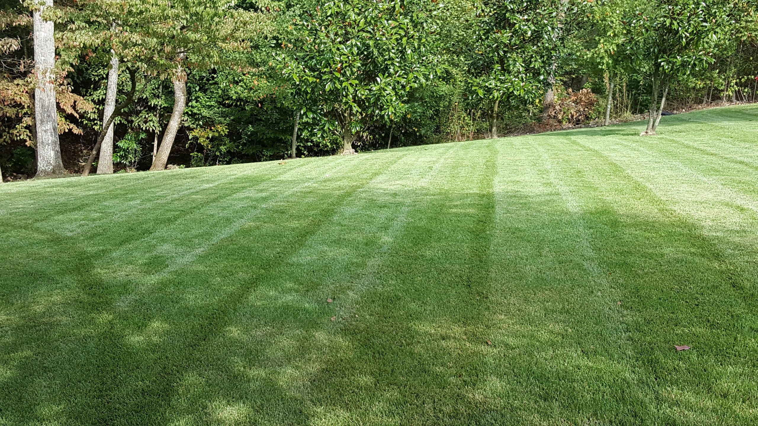 GreenUp Lawn Care Lawn Treatment, Weed Control