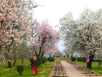 A person walks through a garden with blooming pink and white cherry blossom trees.