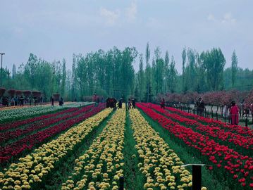 Rows of colorful flowers with visitors walking among them under a cloudy sky.