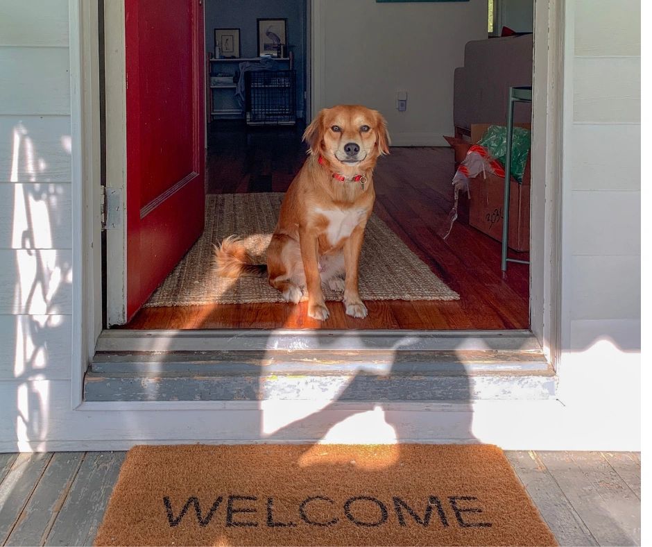 Dog greeting pet sitter at the door