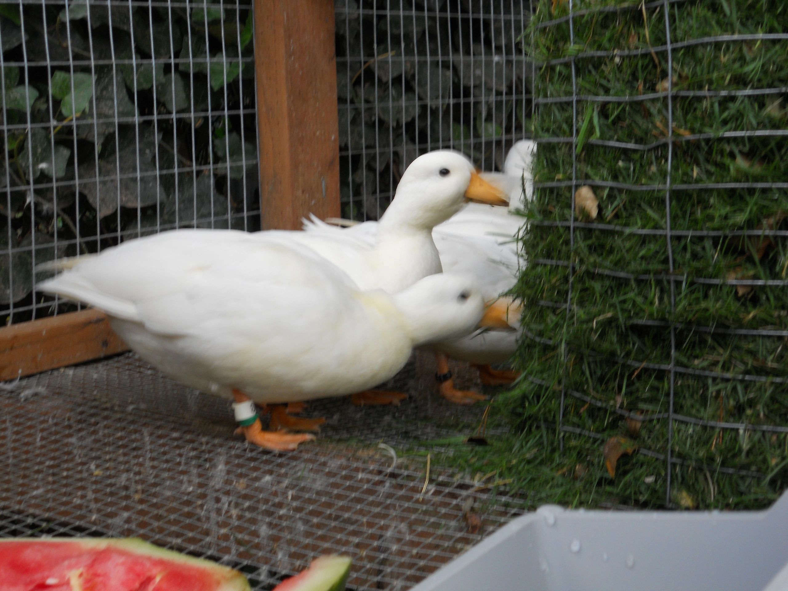 Quartet of Ducks get the call