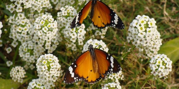 Butterfly on Flower