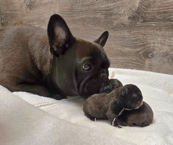 Tippy and her BABIES