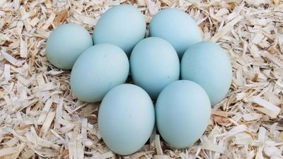 Blue eggs
