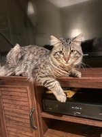 Tracy’s Love For Pets Sitting Service