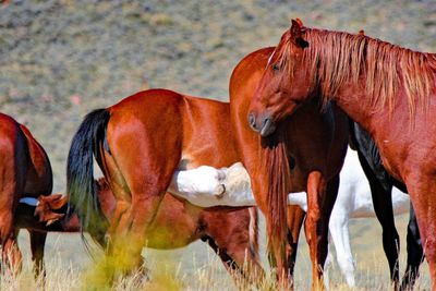 Two foals feeding 