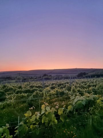Sunset over a lush vineyard with rolling hills in the background.