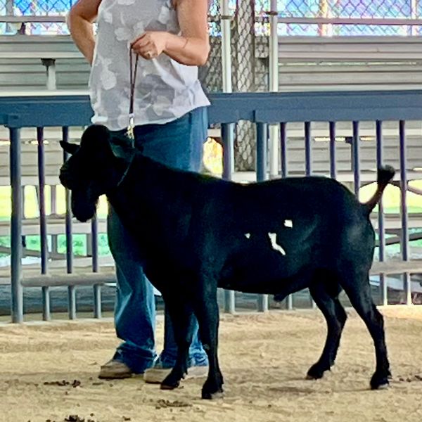 A black goat on a leash next to a person indoors.