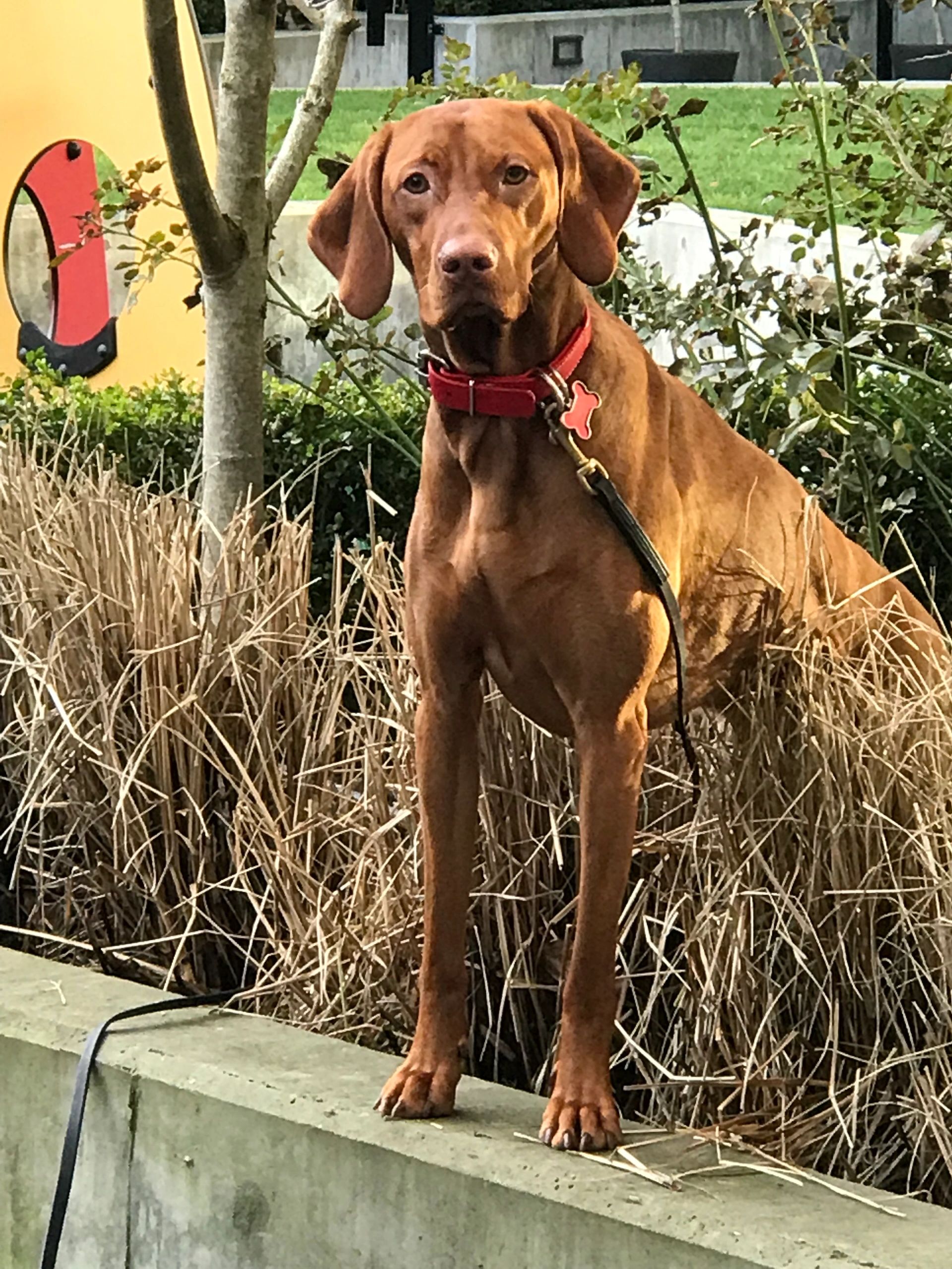 Vizsla 101 best sale