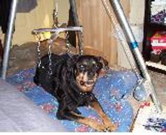 A large, paralyzed Rottweiler is supported in his Suit with a modified game hoist to help him stand. Dogs with Wobblers or Arthritis get the support they need with a custom Support Suit Dog Harness.