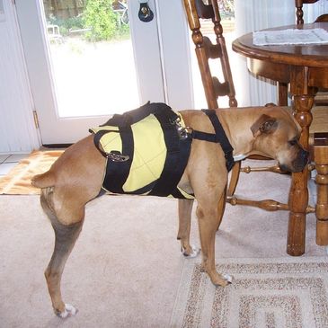 Three Legged Dogs, amputee dogs, Tripods, and Tripawds love the support suit for its solid lift.