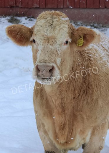 20. Lysebrunt kyr vil hilse på.