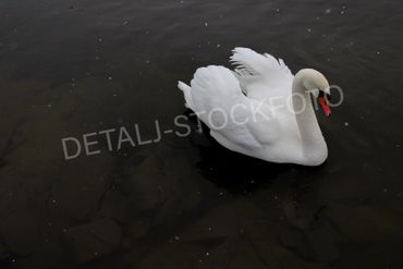 16. Hvit svane, mørkt vann.
