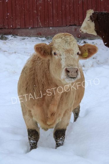 24. Lysebrunt kyr er nysgjerrig.