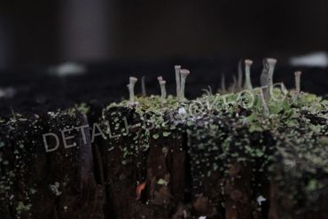 04. Begerlav og mose på gjerde av råttent treverk.