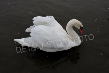 19. Svane viser seg frem.