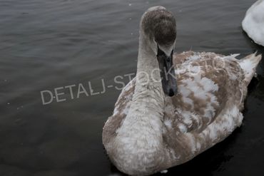 17. nærbilde av ungsvane.