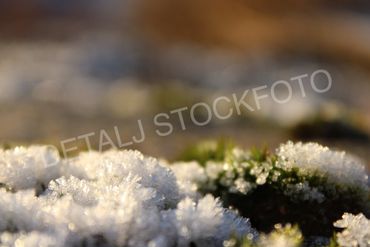 29. Grønn mose med frost, i skogen.