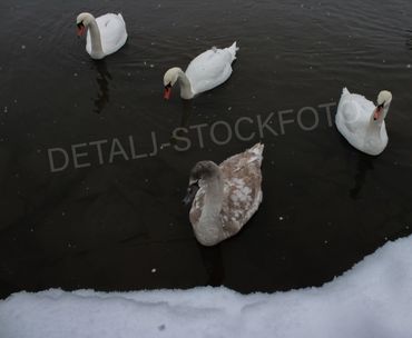 18. Fire svaner - en ung og tre voksene.