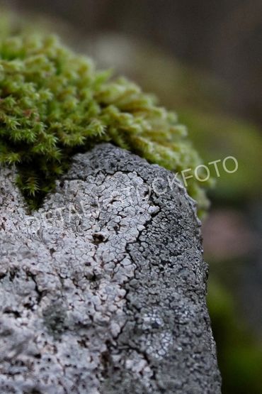 06. Grønn mose på mønstret gråstein i skogen.