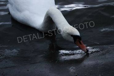 25. Vakker svane leter etter mat i vannkanten.