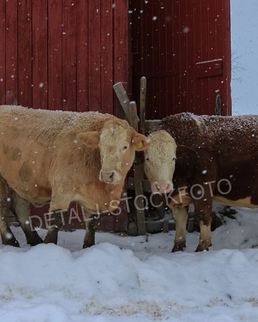 22. Kyr holder sammen.