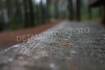 02. Parkbenk i skogen med en barnål.