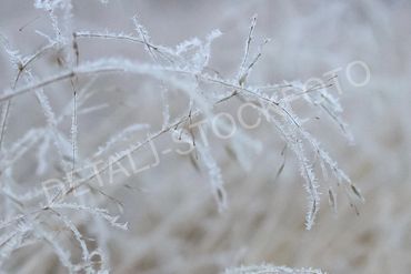 28. Nattefrost på strå.