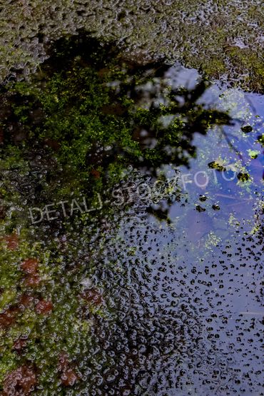 01. Dam i skogen med grønne planter og snø i vannet.

Noter bildenummer - Gå til kassen via Hjem-sid