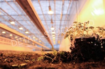 36. Prikling av stemor nedenfra stemning